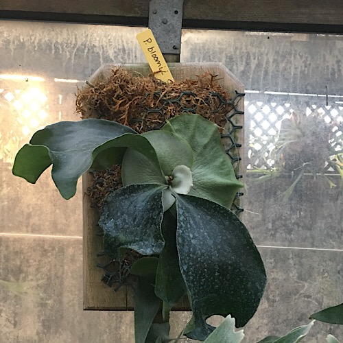 Platycerium hillii cv Bloomei staghorn